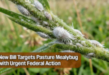 De La Cruz Spearheads Effort to Combat Invasive Pasture Mealybug