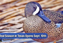 Teal Season in Texas Opens Sept. 19th