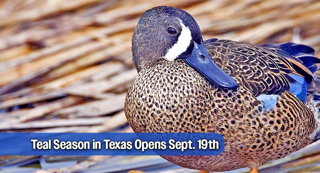 Teal hunting season opens Sept. 19 with a nine-day early season for the second consecutive year. Image: Alan D. Wilson, www.naturespicsonline.com, CC BY-SA 2.5 <https://creativecommons.org/licenses/by-sa/2.5>, via Wikimedia Commons