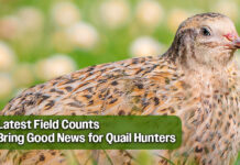 Positive Quail Surveys Signal Another Successful Season Ahead